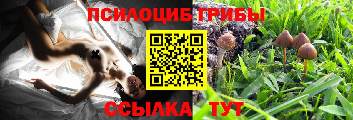 Галлюциногенные грибы Psilocybe  Галлюциногенные грибы мицелий  купить наркотики цена  Вход с VPN  Пушкино 